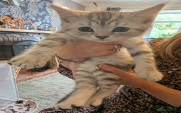Persian cats for sale: British blue and Persian mix kittens ready now ❤️ - Image 6