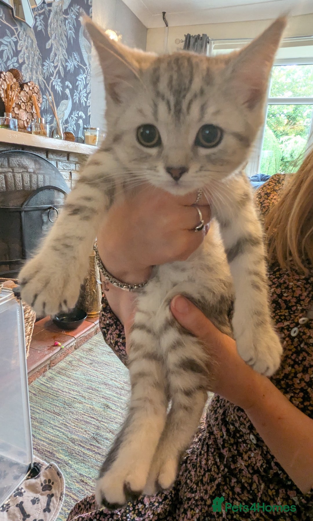 Persian cats for sale: British blue and Persian mix kittens ready now ❤️ - Image 6