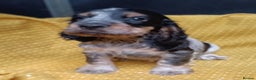 Cocker Spaniel dogs for sale: 🩷Scrumptious Cocker Spaniel puppies 🩷 - Advert 7