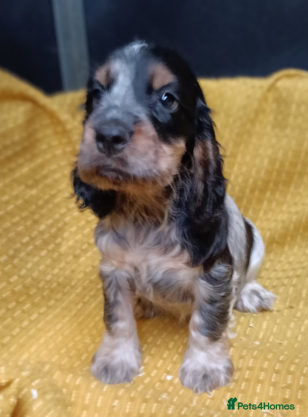 Cocker Spaniel dogs for sale: 🩷Scrumptious Cocker Spaniel puppies 🩷 - Advert 7