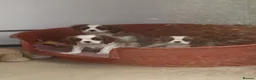 Cavalier King Charles Spaniel dogs for sale: Extra Special Puppies  - Advert 7