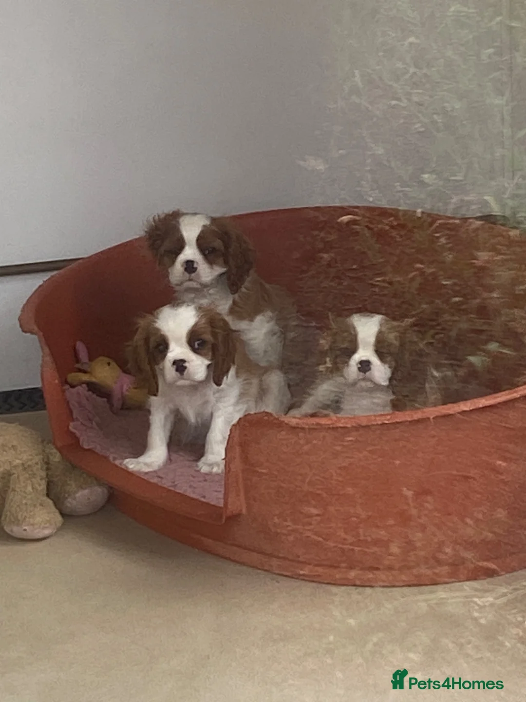 Cavalier King Charles Spaniel dogs for sale: Extra Special Puppies  - Advert 7