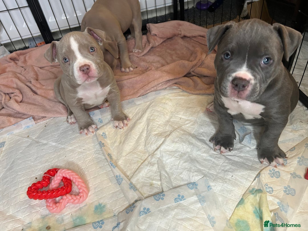 American Bulldog dogs for sale: Pocket bully girl  - Advert 3