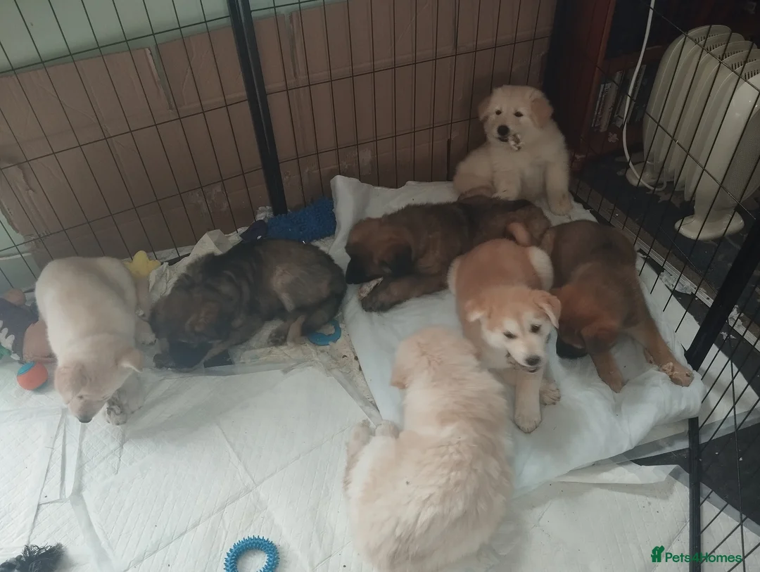 Mixed Breed dogs for sale: Northern Inuit X gsd pups💛💚 available now  - Advert 2