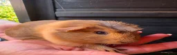 Guinea Pig rodents for sale: Ready to leave now 3 boars left - Advert 3