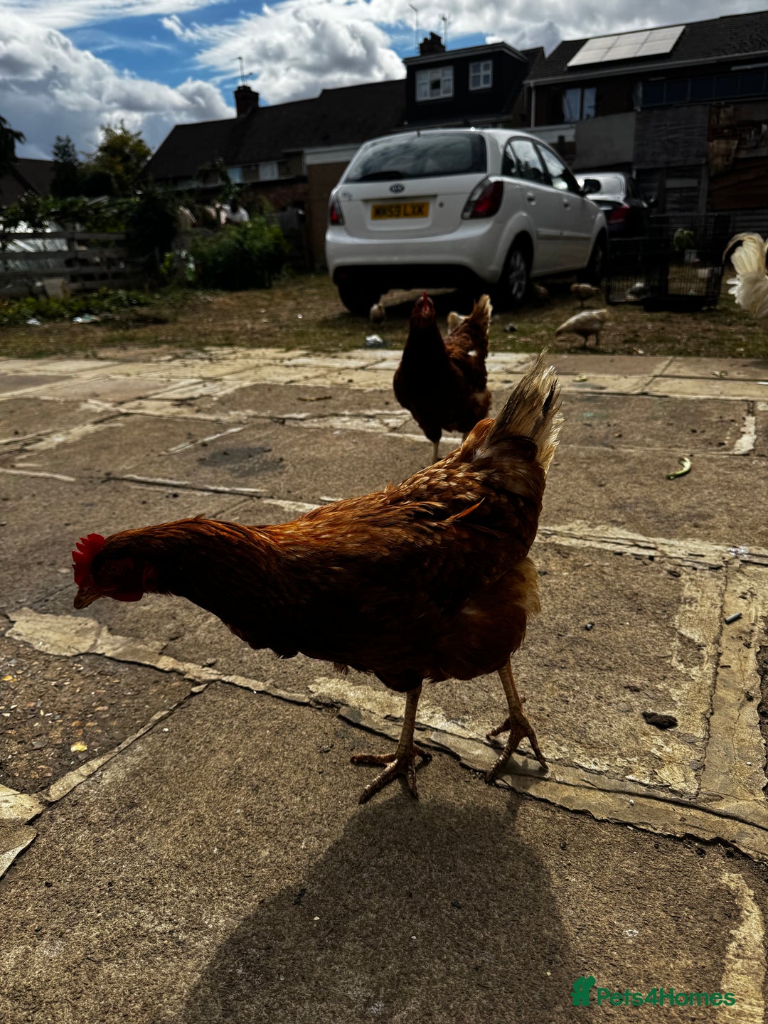 Chickens poultry for sale: Whole Laying Hen Flock for Sale, chicks, hens. - Image 17