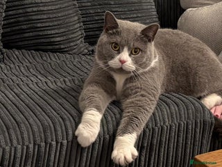 British Shorthair cats Stunning retired queen for sale - Advert 8