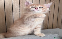 Maine Coon cats for sale: 🌟🌟Beautiful Maine Coon kittens 🌟🌟 - Image 30