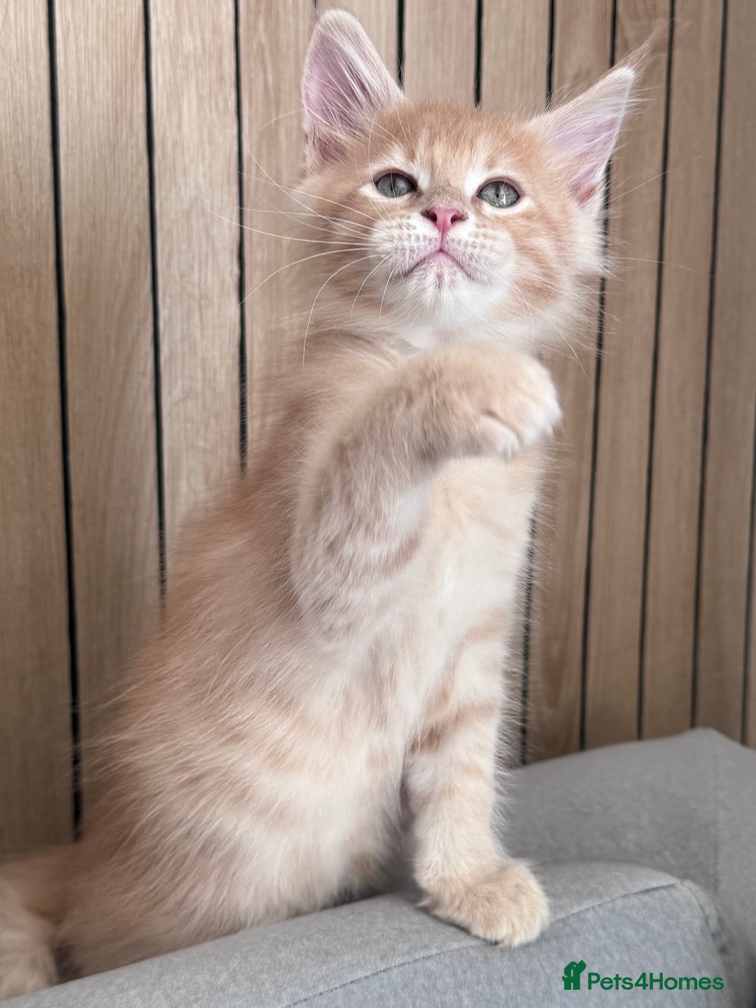 Maine Coon cats for sale: 🌟🌟Beautiful Maine Coon kittens 🌟🌟 - Image 30