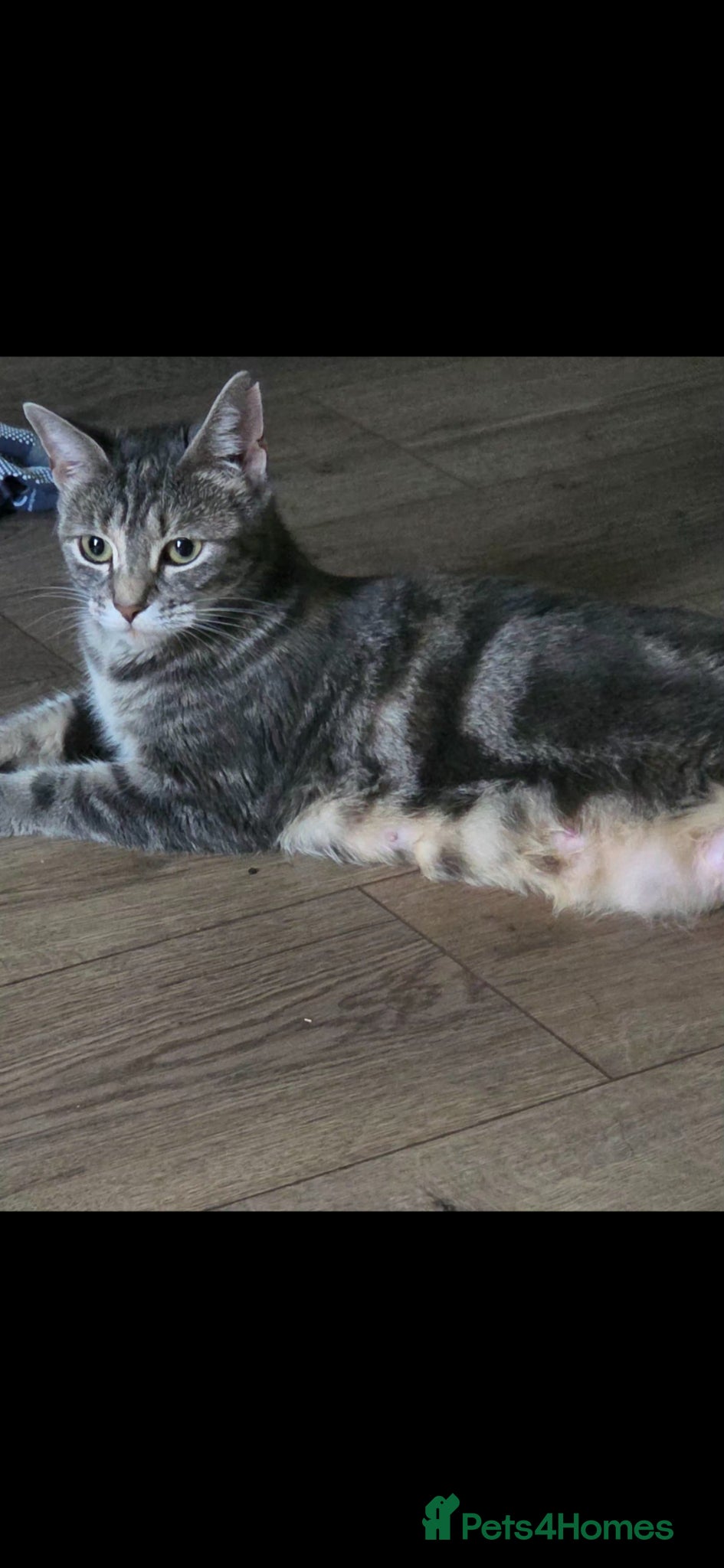 Mixed Breed cats for sale: Kittens ready now PLEASE READ! - Advert 13
