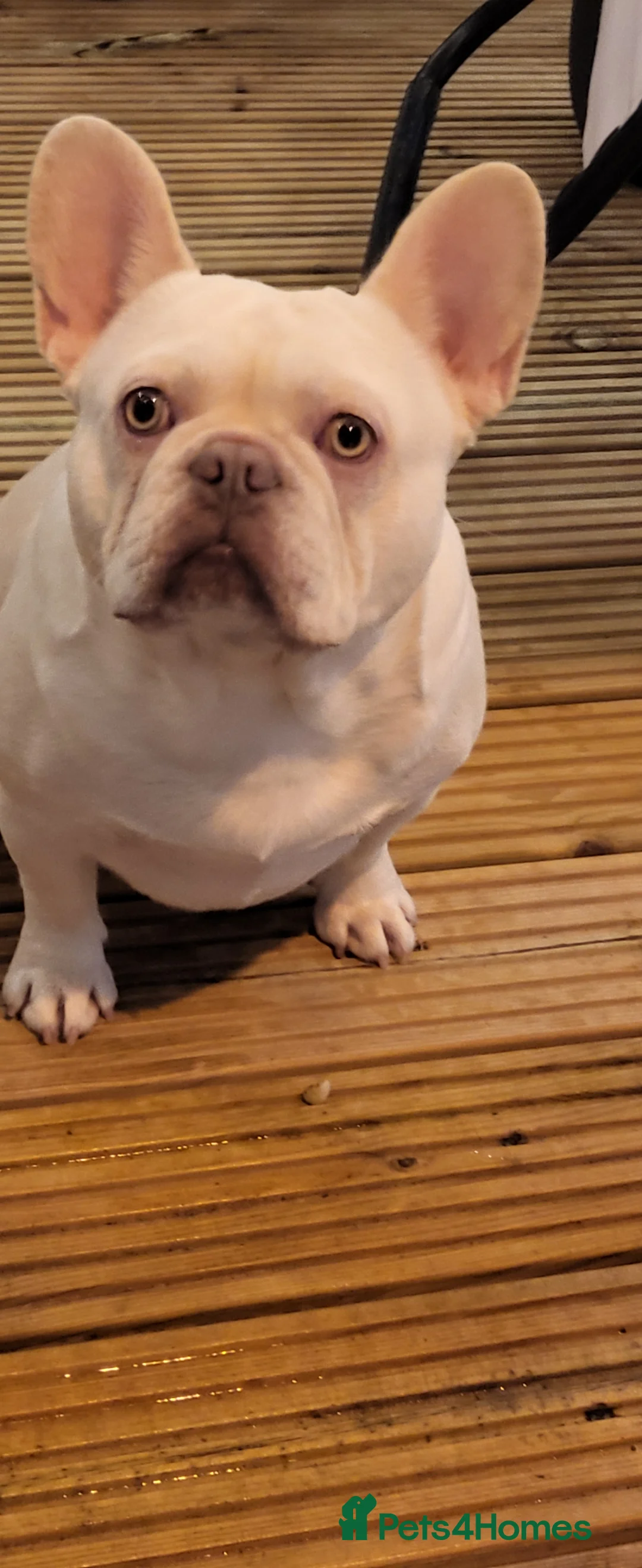French Bulldog dogs for stud: Amazing structure and quality ‼️ in Ebbw Vale - Advert 14