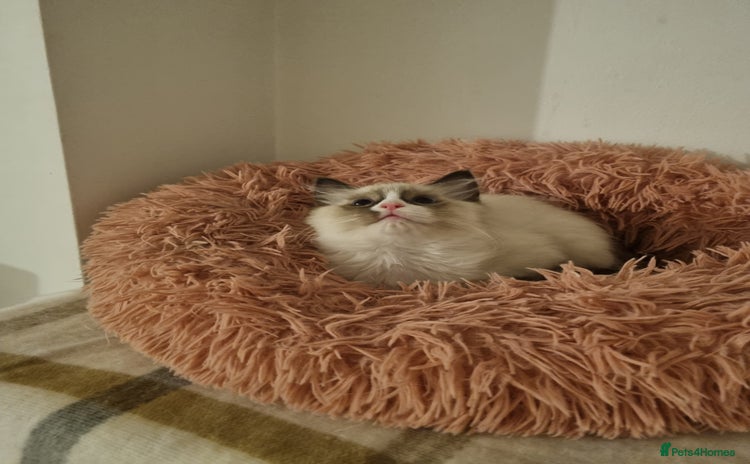 Ragdoll cats - Advert 8