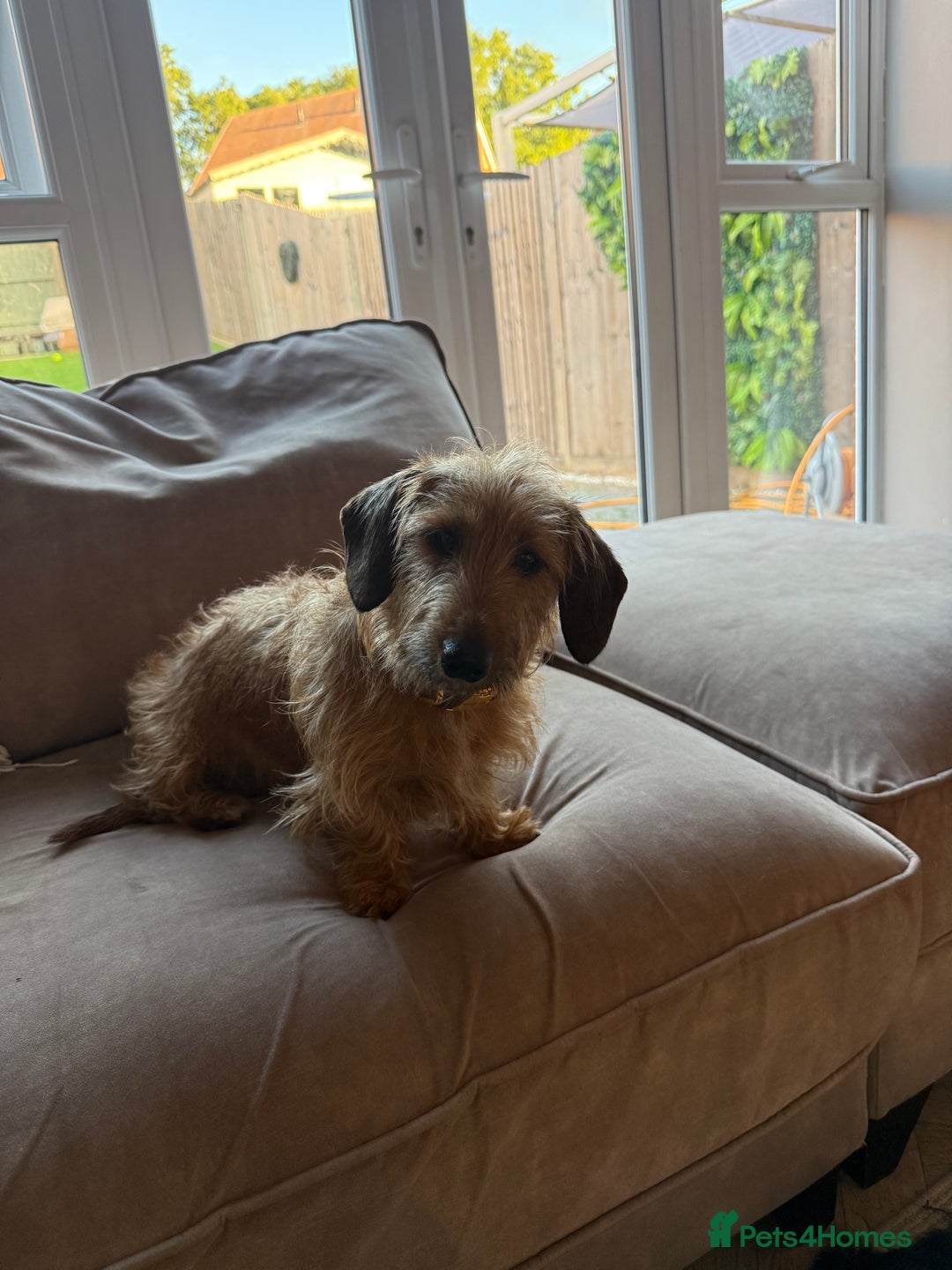 Miniature Dachshund dogs for sale: Wired Hair Miniature Dachshund For Rehomimg   - Advert 5