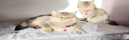 British Shorthair cats for sale: Gorgeous British Shorthair Kittens - Advert 9