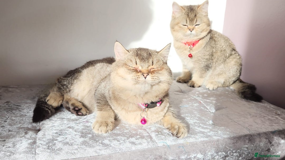 British Shorthair cats for sale: Gorgeous British Shorthair Kittens - Advert 9