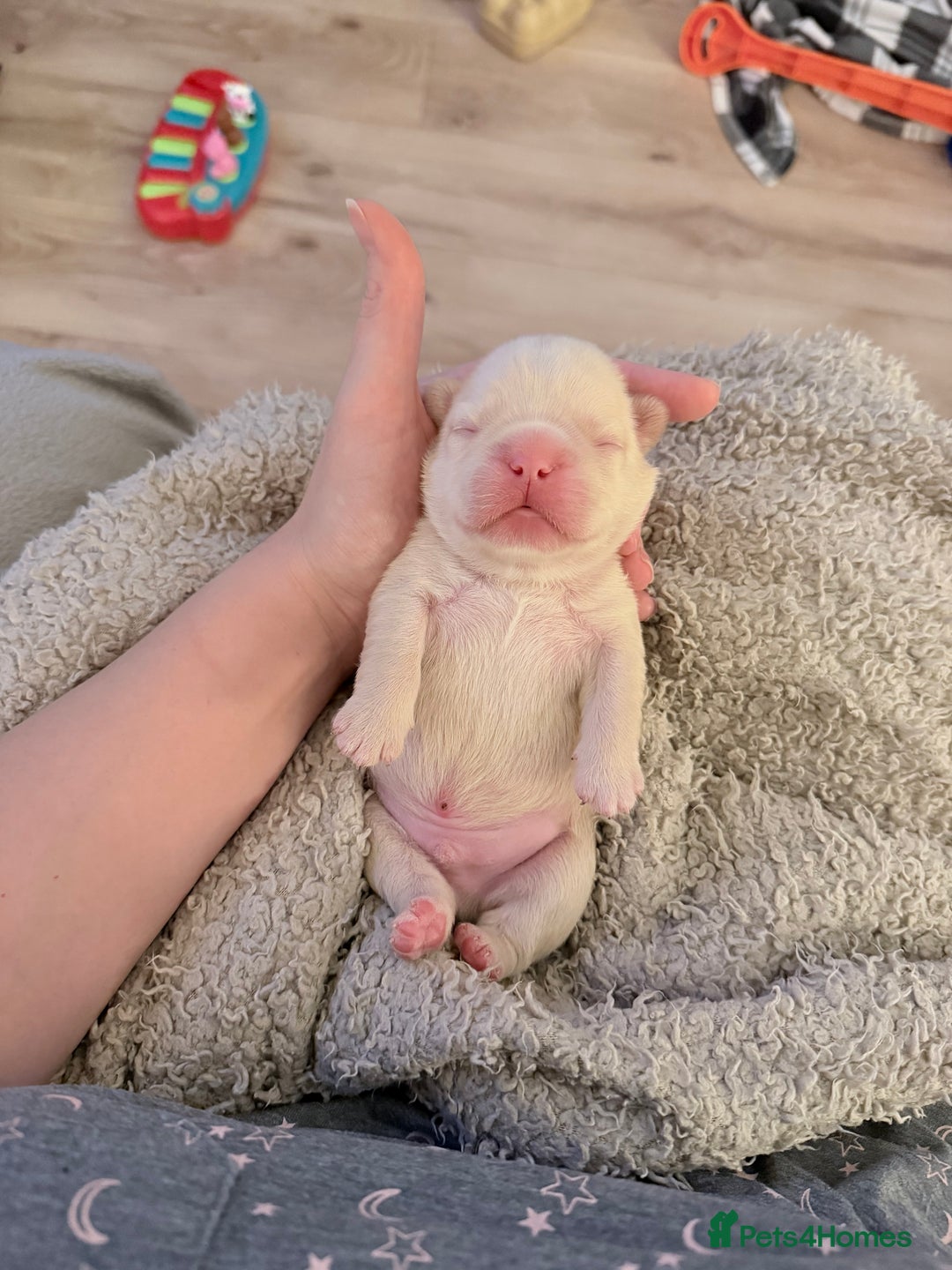 French Bulldog dogs for sale: 🔥Outstanding Quality Fluffy Frenchies🔥 - Advert 14