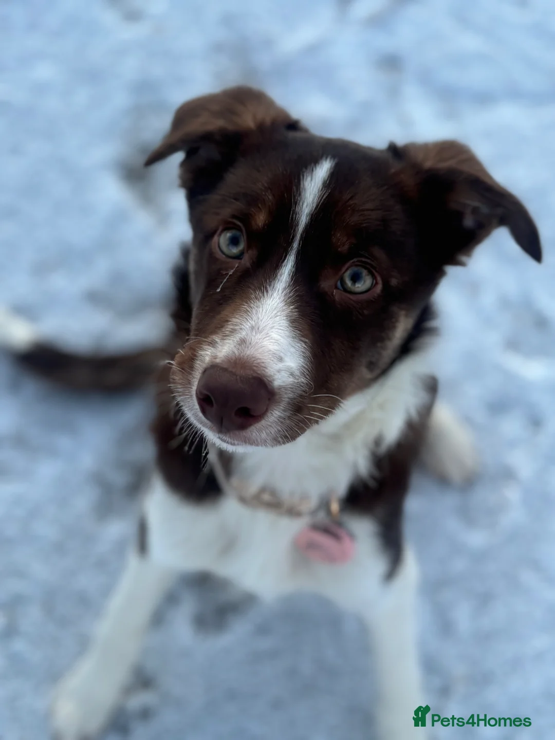Border Collie dogs for sale: 9 month old border collie pup  in Bedworth - Advert 1