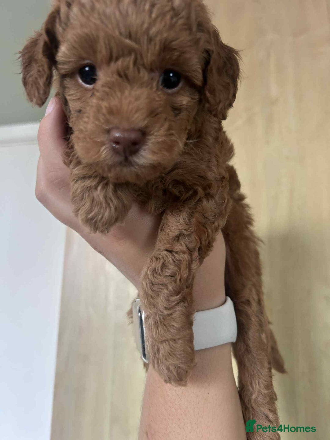 Mixed Breed dogs for sale: Labradoodle cavapoo puppies  - Image 1