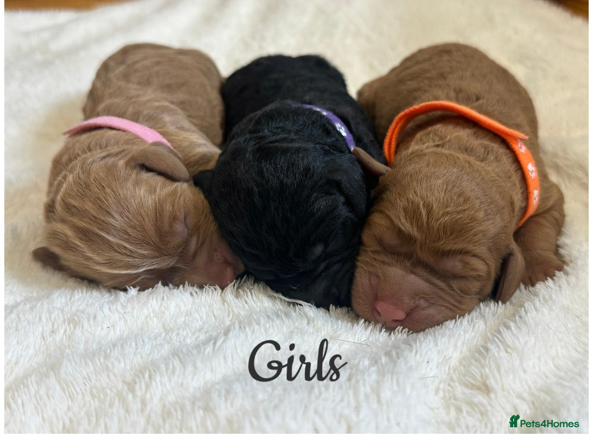 Labradoodle dogs Extensively Health Tested F1 Miniature Labradoodle - Advert 2