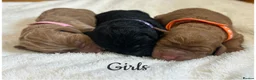 Labradoodle dogs for sale: Extensively Health Tested F1 Miniature Labradoodle - Advert 3
