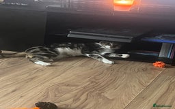 Mixed Breed cats for sale: Rocket  - Image 3