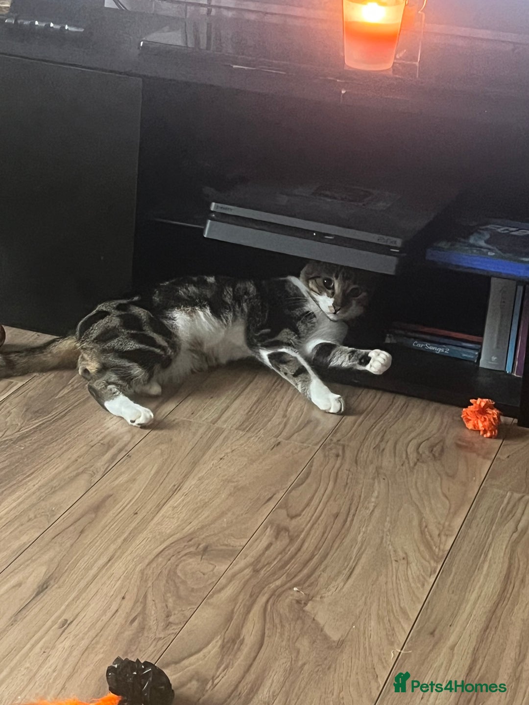 Mixed Breed cats for sale: Rocket  - Image 3
