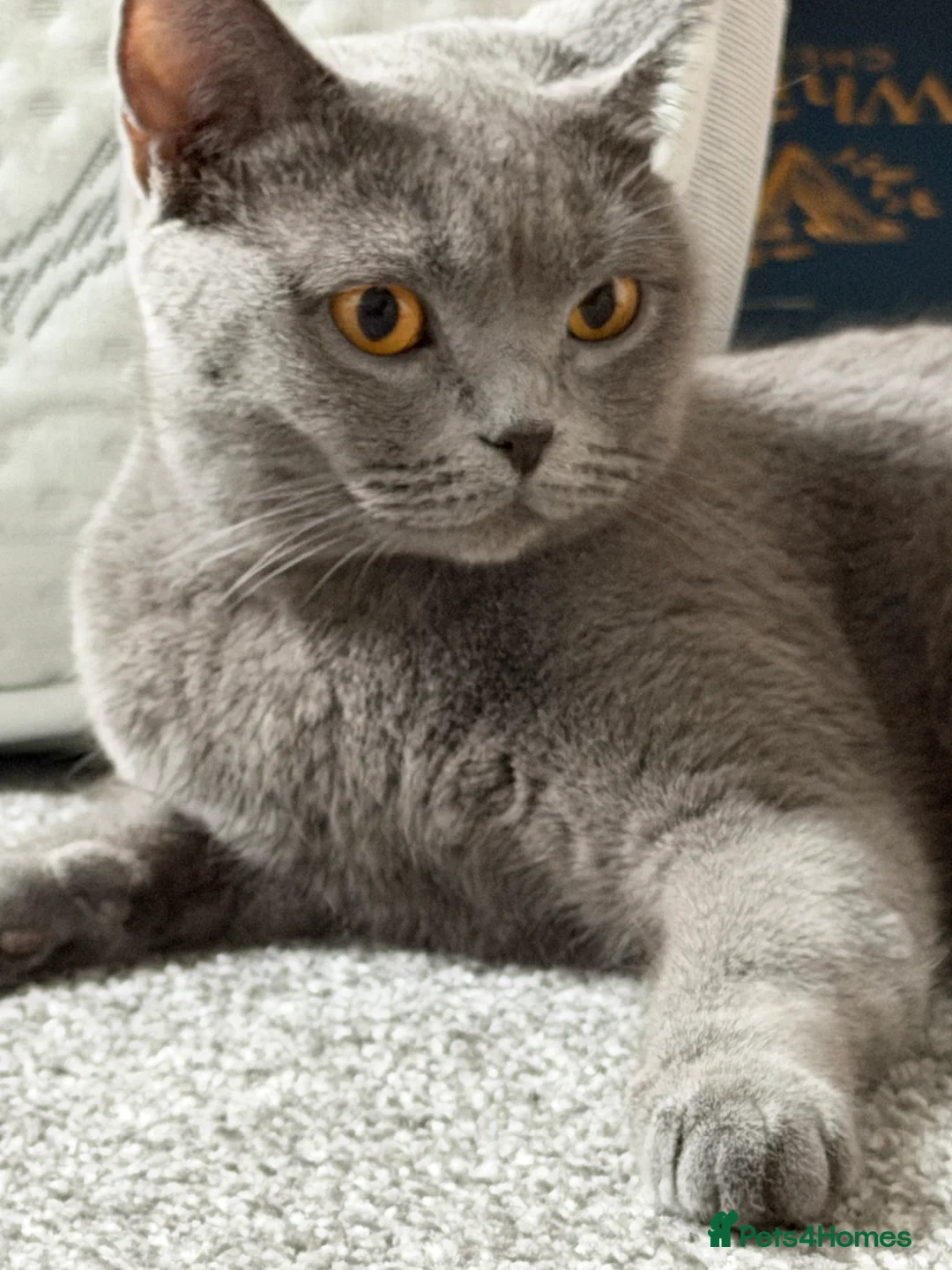 British Shorthair cats for sale: Adorable British Shorthair Blue and Lilic kittens - Advert 39