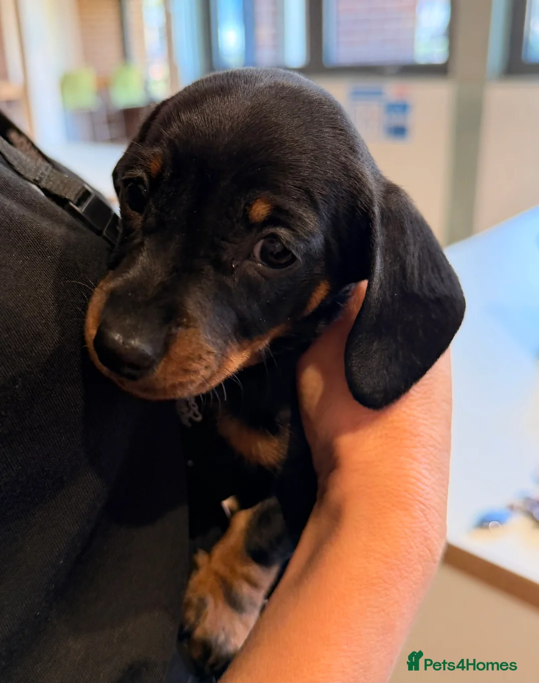 Miniature Dachshund dogs for sale: Miniature Dachshund Puppies - Advert 2