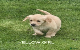 Golden Retriever dogs for sale: KC GOLDEN RETRIEVER PUPPIES  - Image 7