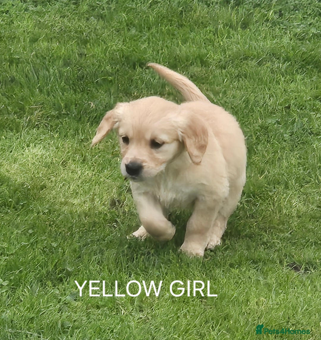 Golden Retriever dogs for sale: KC GOLDEN RETRIEVER PUPPIES  - Image 7