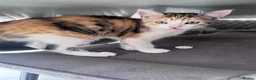 British Shorthair cats for sale: Calico short haired female kitten - Advert 2
