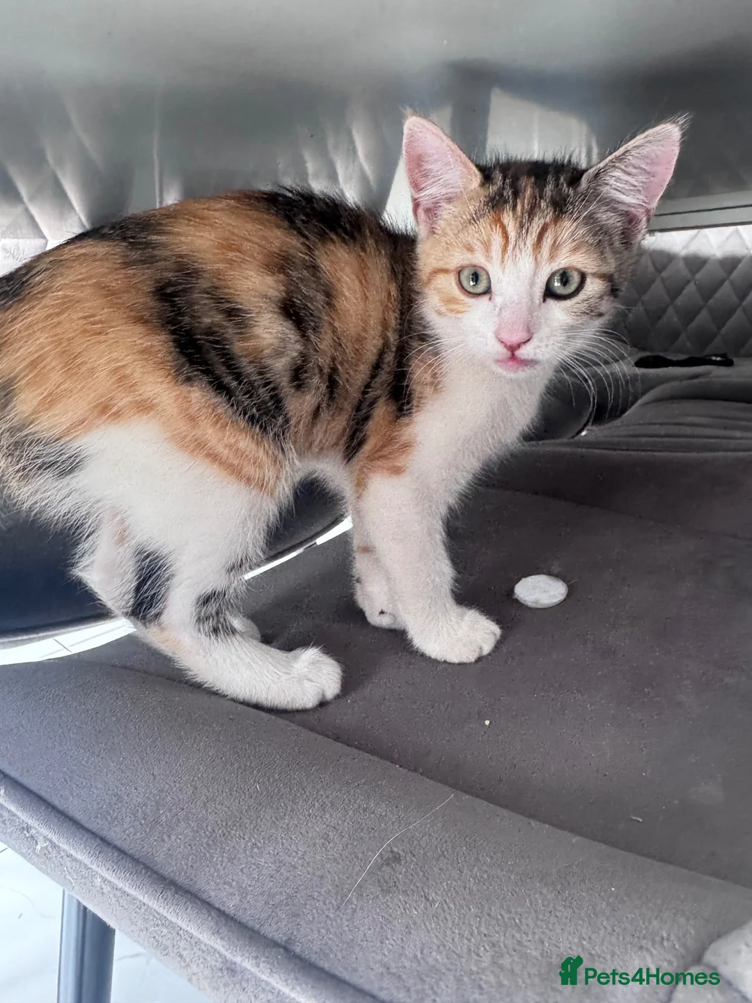 British Shorthair cats for sale: Calico short haired female kitten - Advert 2