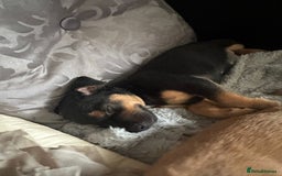Mixed Breed dogs for sale: Lakeland/patterdale cross Jackchi puppies  - Image 16