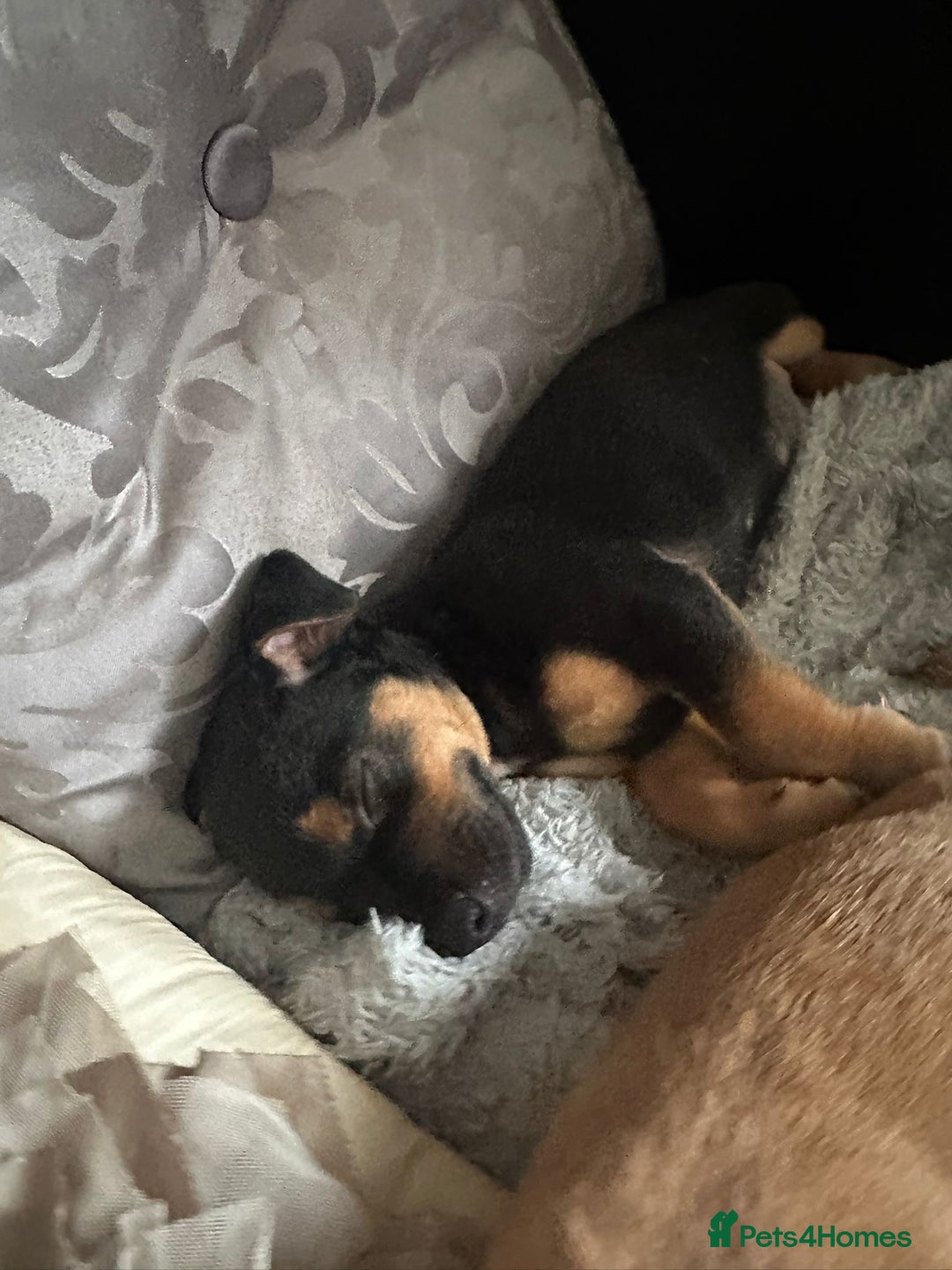 Mixed Breed dogs for sale: Lakeland/patterdale cross Jackchi puppies  - Image 16