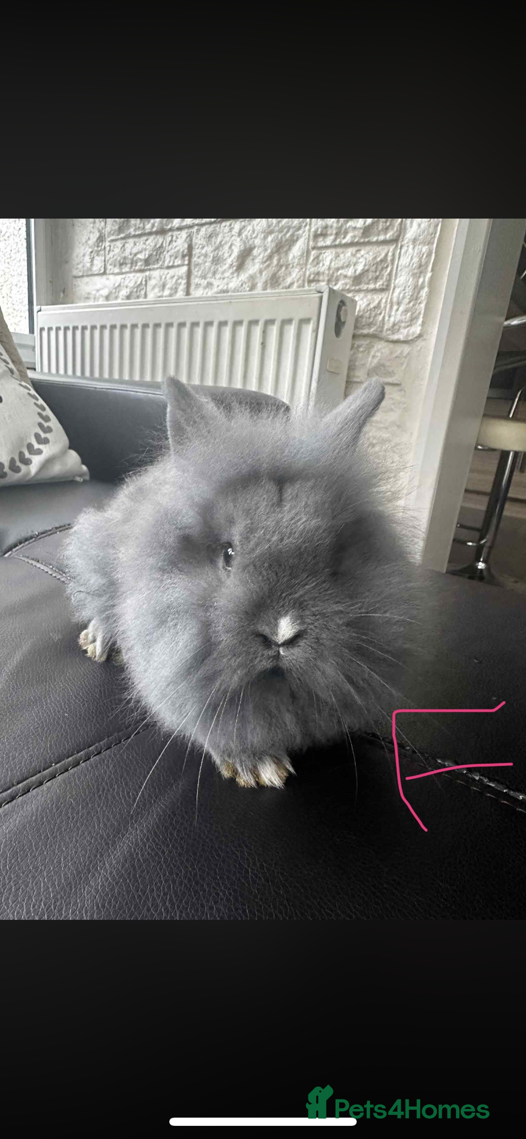 Lionhead rabbits for sale: 3x gorgeous lionhead bunnies - Advert 2