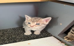 Egyptian Mau cats for sale: Egyptian mau x - Image 6
