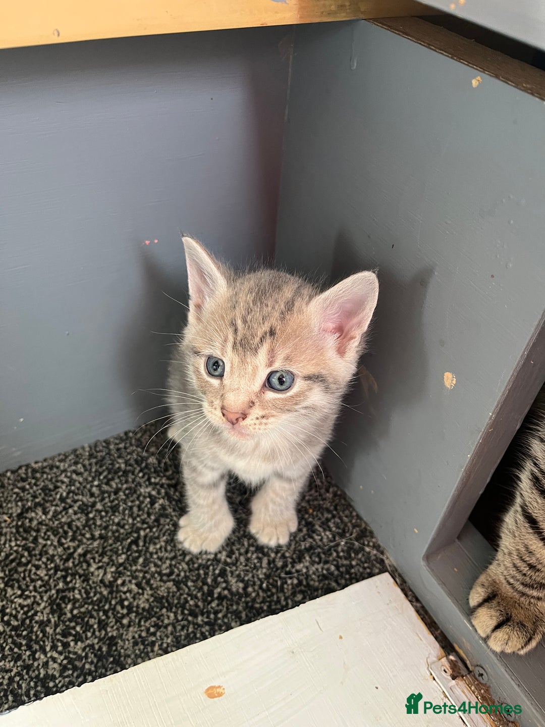 Egyptian Mau cats for sale: Egyptian mau x - Image 6