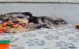 Chipoo dogs for sale: 4  Stunning chipoo puppies  - Image 29