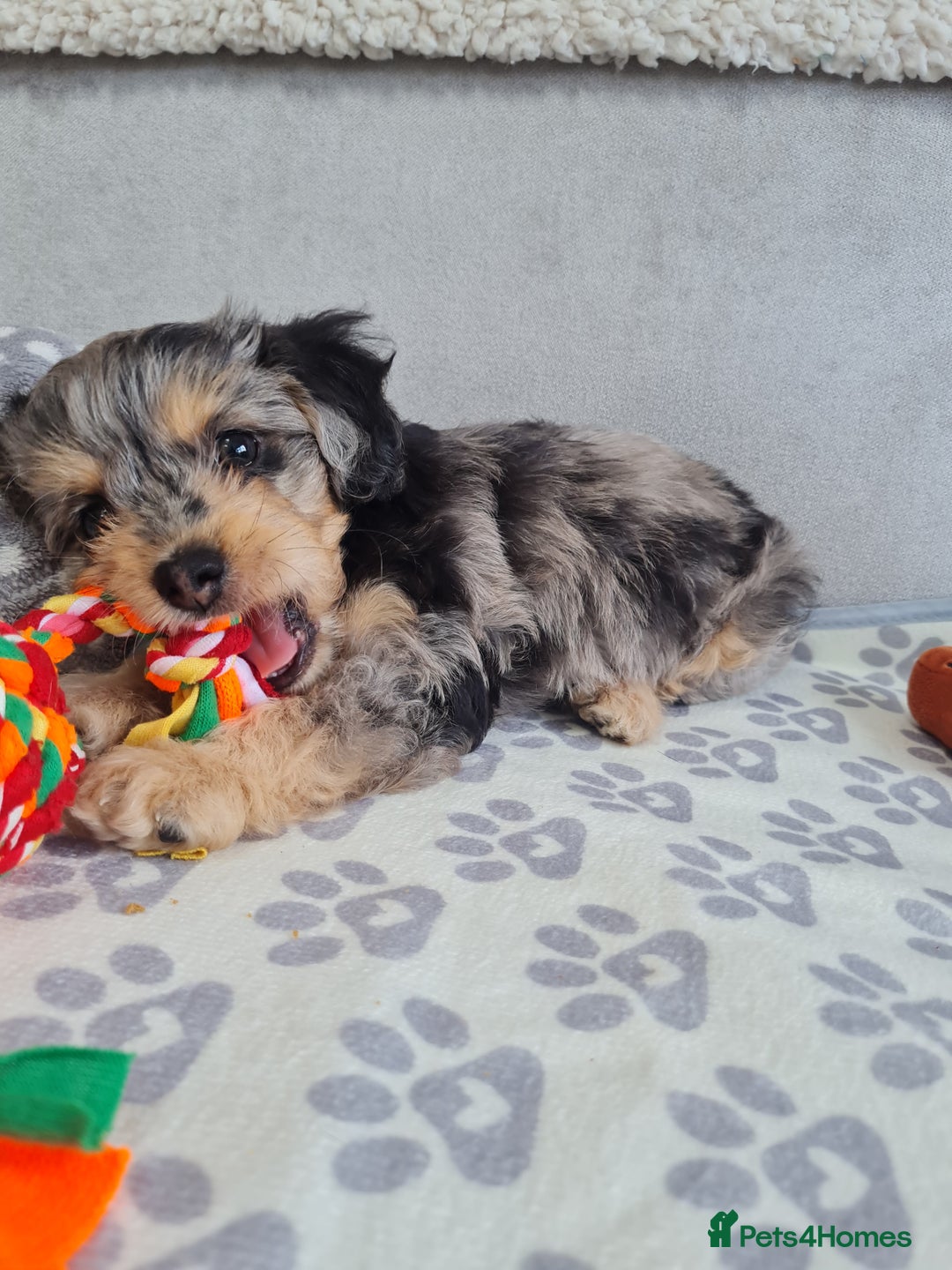 Chipoo dogs for sale: 4  Stunning chipoo puppies  - Image 29