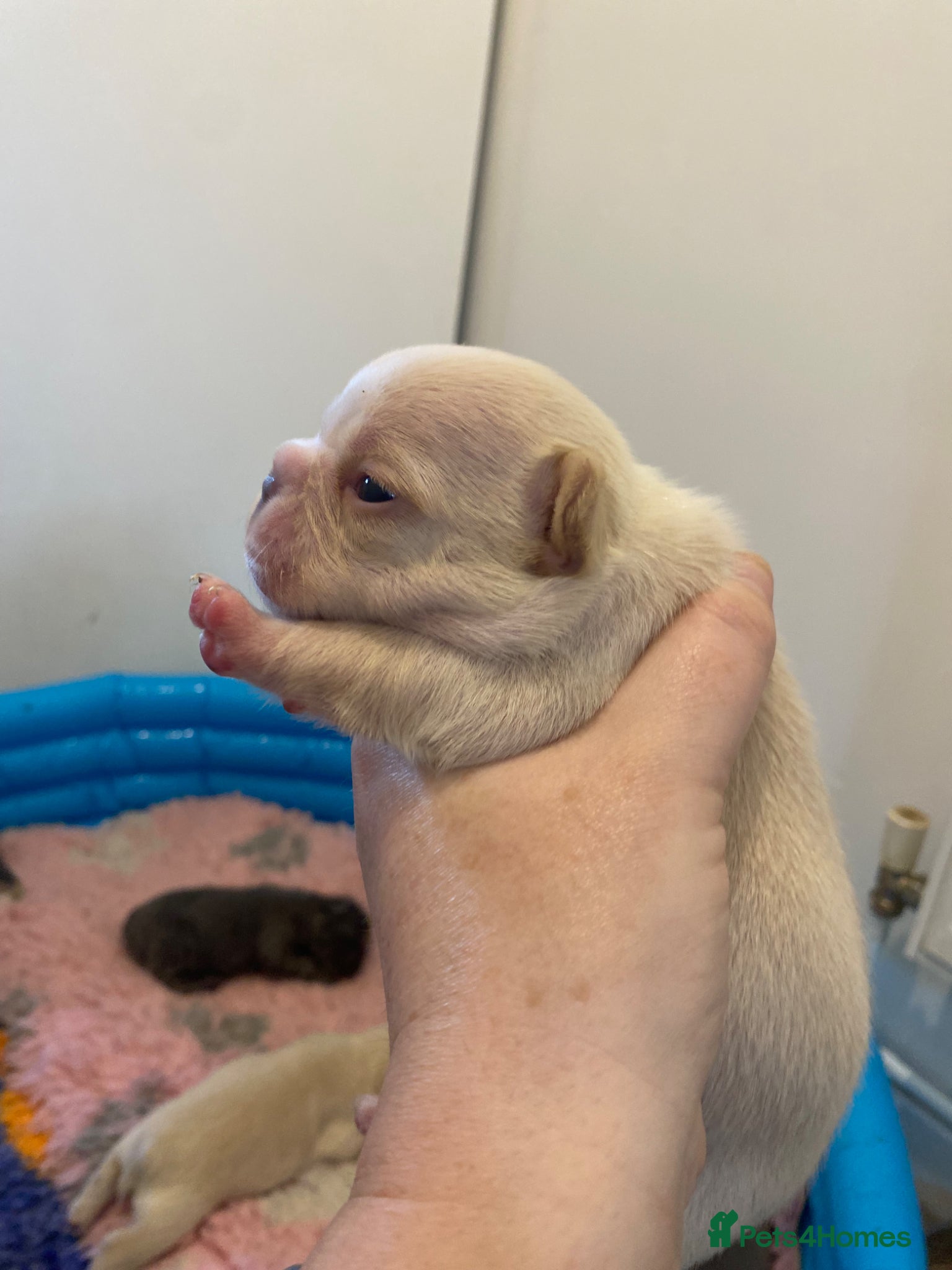 French Bulldog dogs for sale: Beautiful Mixed colours Fluffy Frenchie Pups - Advert 3