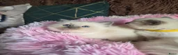 Ragdoll cats for sale: Four Stunning GCCF Registered Girls - Advert 7