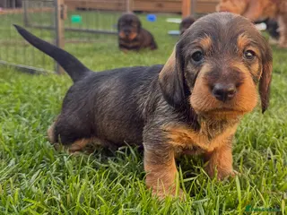 Mixed Breed dogs STANDARD WIREHAIRED DACHSHUND PUPPIES - Advert 16