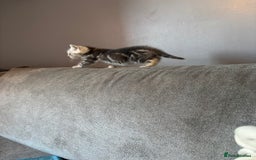 Bengal cats for sale: Silver bengal kitten (ready to go) - Image 3