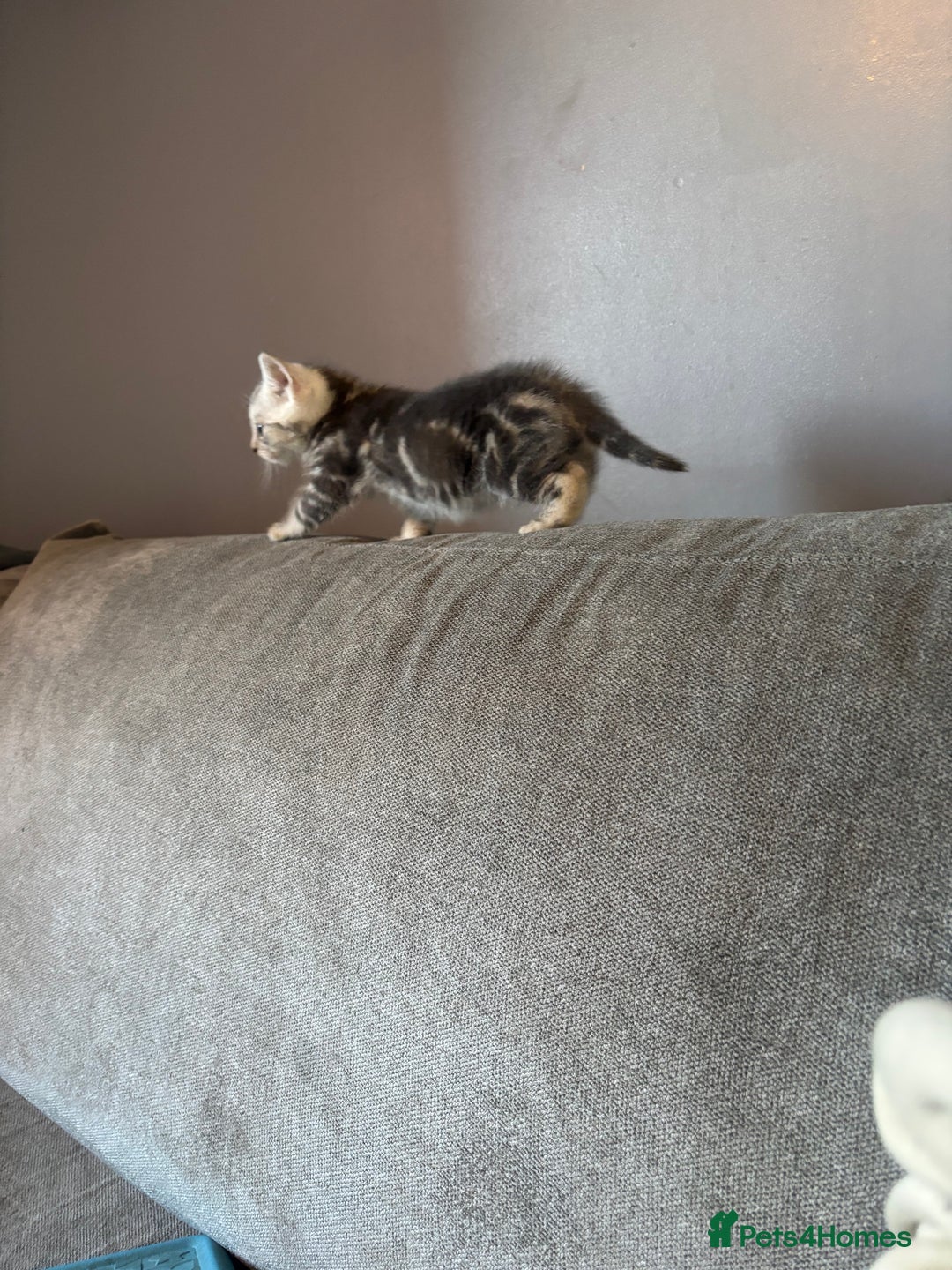 Bengal cats for sale: Silver bengal kitten (ready to go) - Image 3