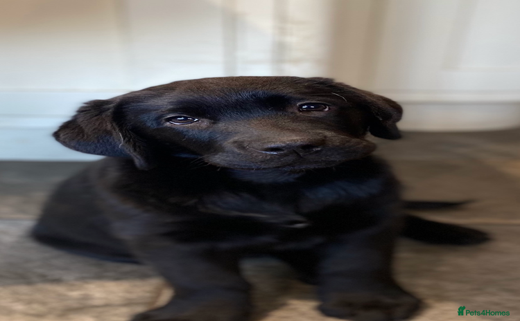Labrador Retriever dogs - Advert 11