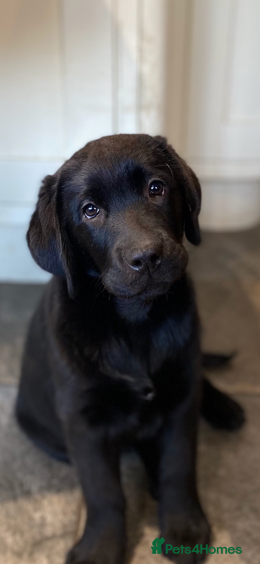 Labrador Retriever dogs for sale: Chunky black bitch health tested show parents - Image 1