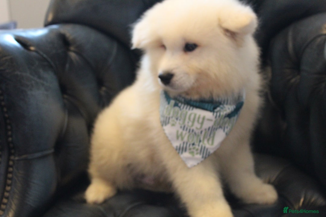 Samoyed dogs for sale: Samoyed puppies looking for the new loving  home - Image 23