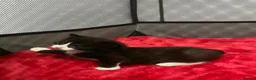 Mixed Breed cats for sale: Kittens looking for forever homes  - Advert 6