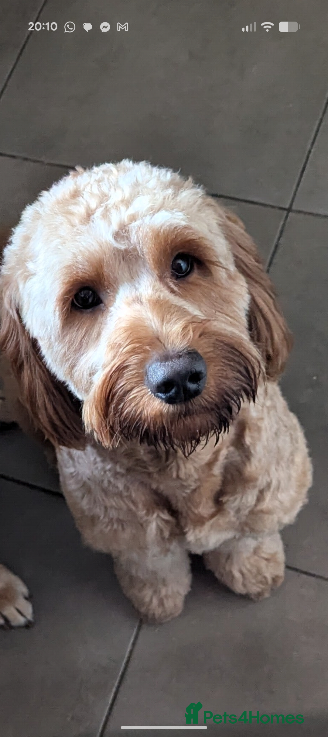 Mini Goldendoodle dogs Our Fluffy Prince 👑 - Advert 1