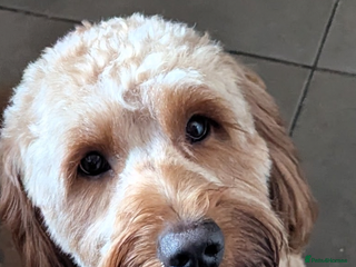 Mini Goldendoodle dogs - Advert 4